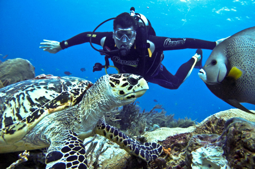 A scuba diver with some tortoys
