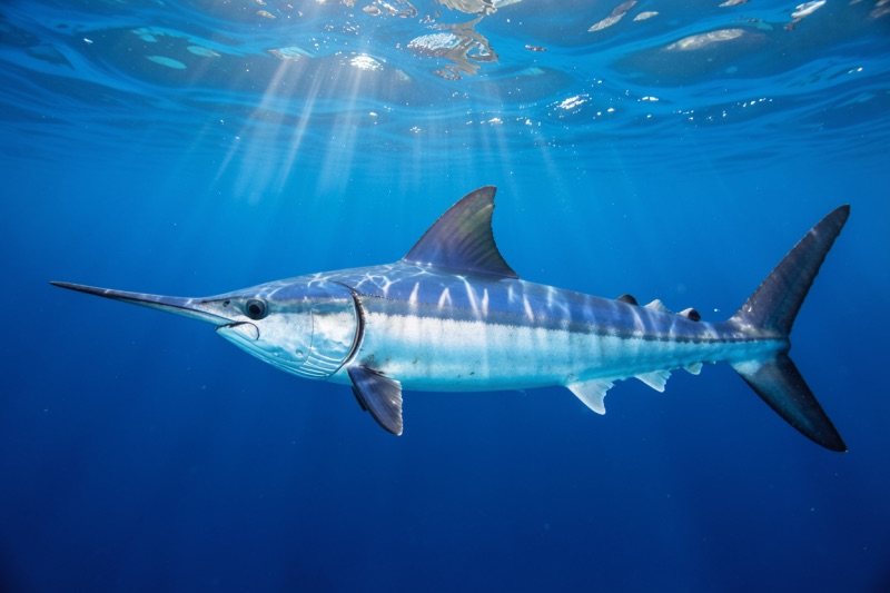 Blue marlin in Costa Rica