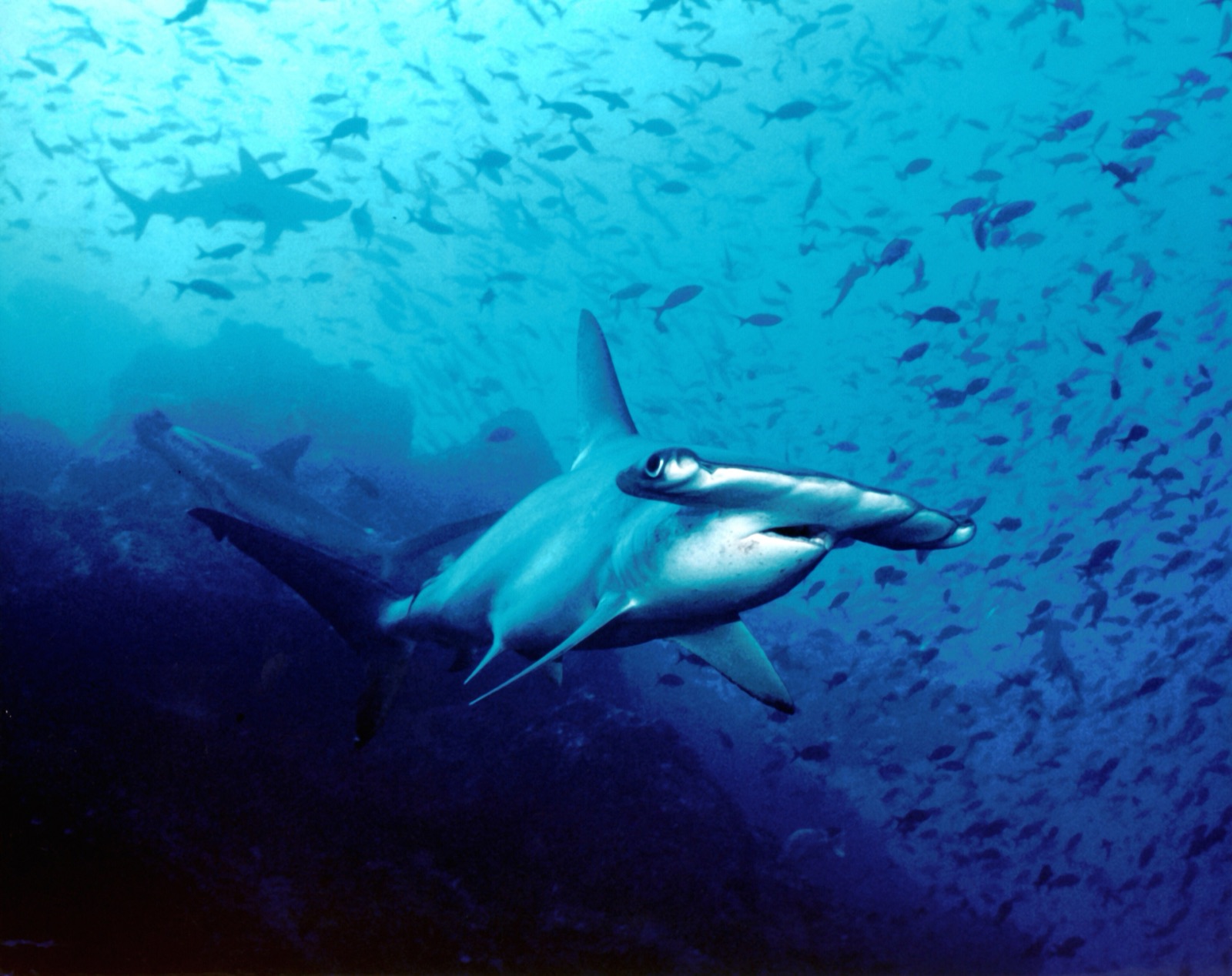 A hammerhead shark at Cocos Island
