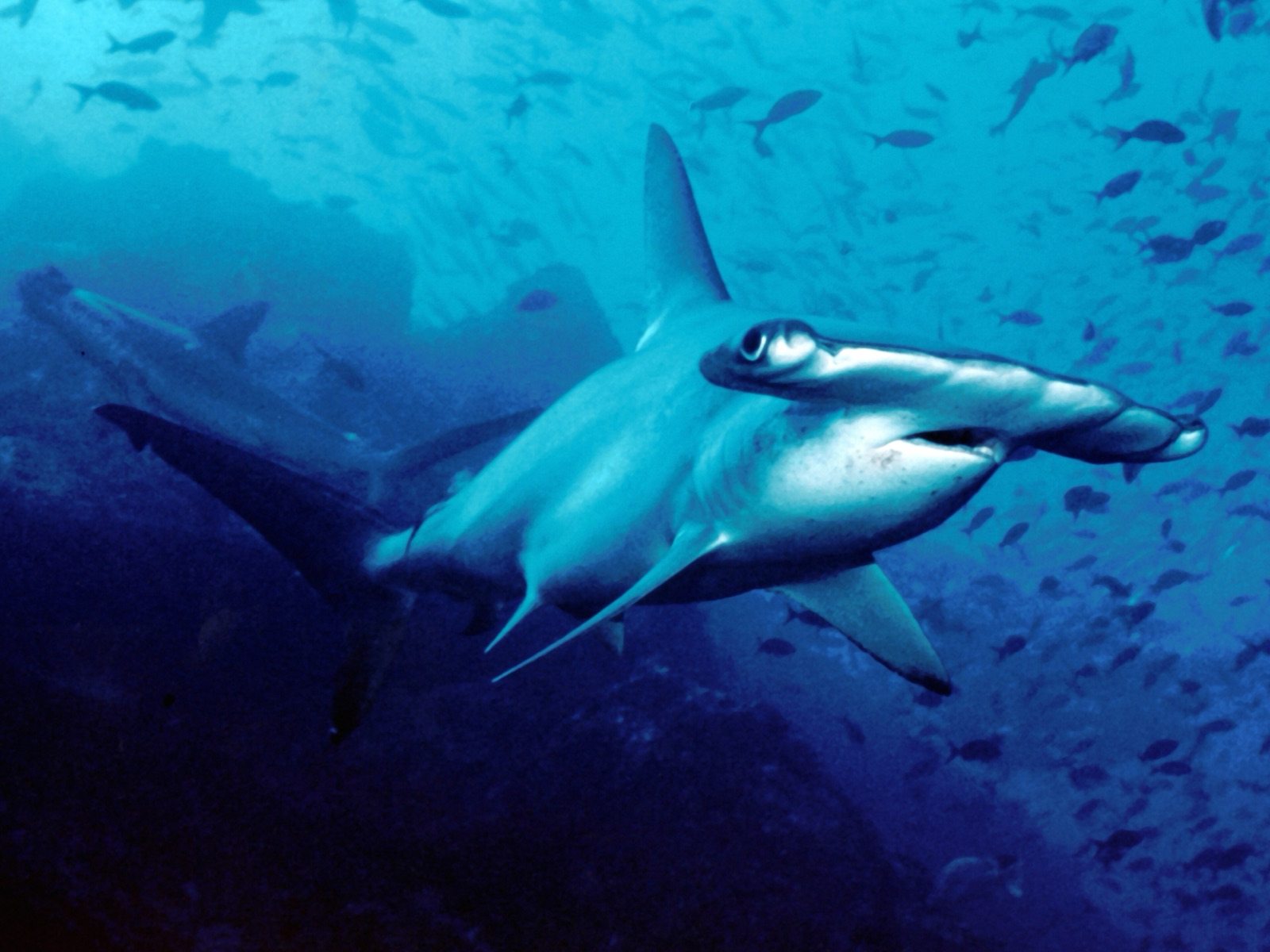 Scalloped hammerhead sharks off Cocos Island