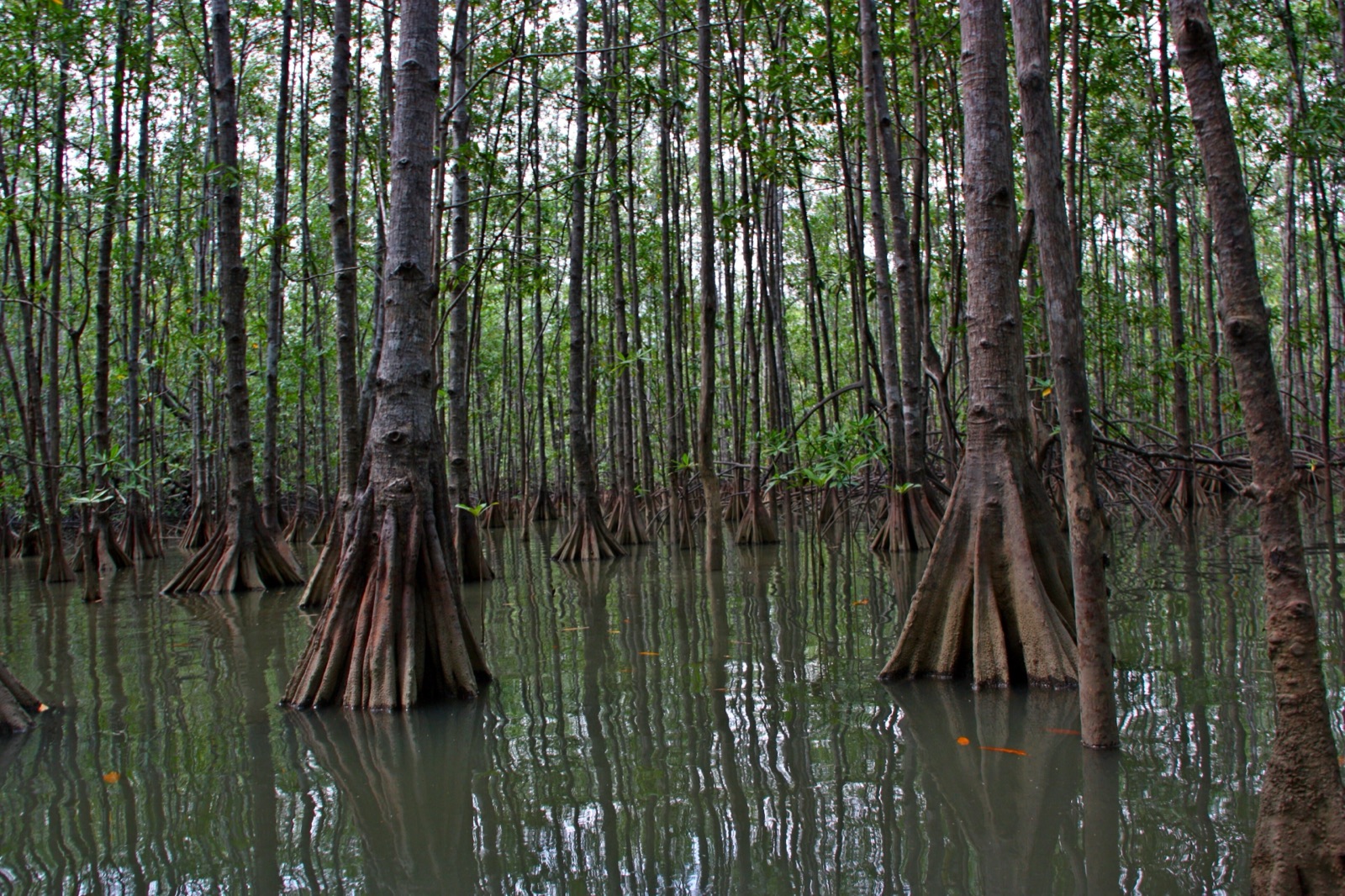 Mangrove forest at Isla Damas near Quepos