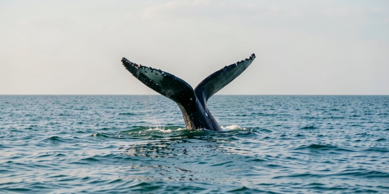 Humpback whale tail in Uvita