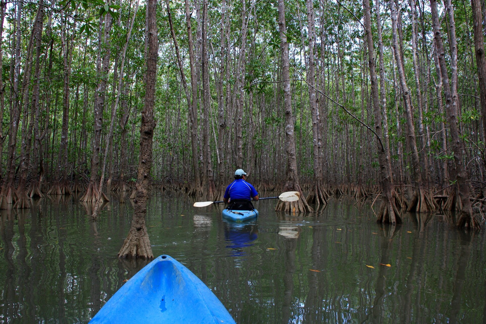 Kayaking through the mangroves at Isla Damas near Quepos