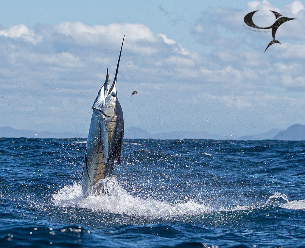 A sailfish leaping off Costa Rica's Pacific coast