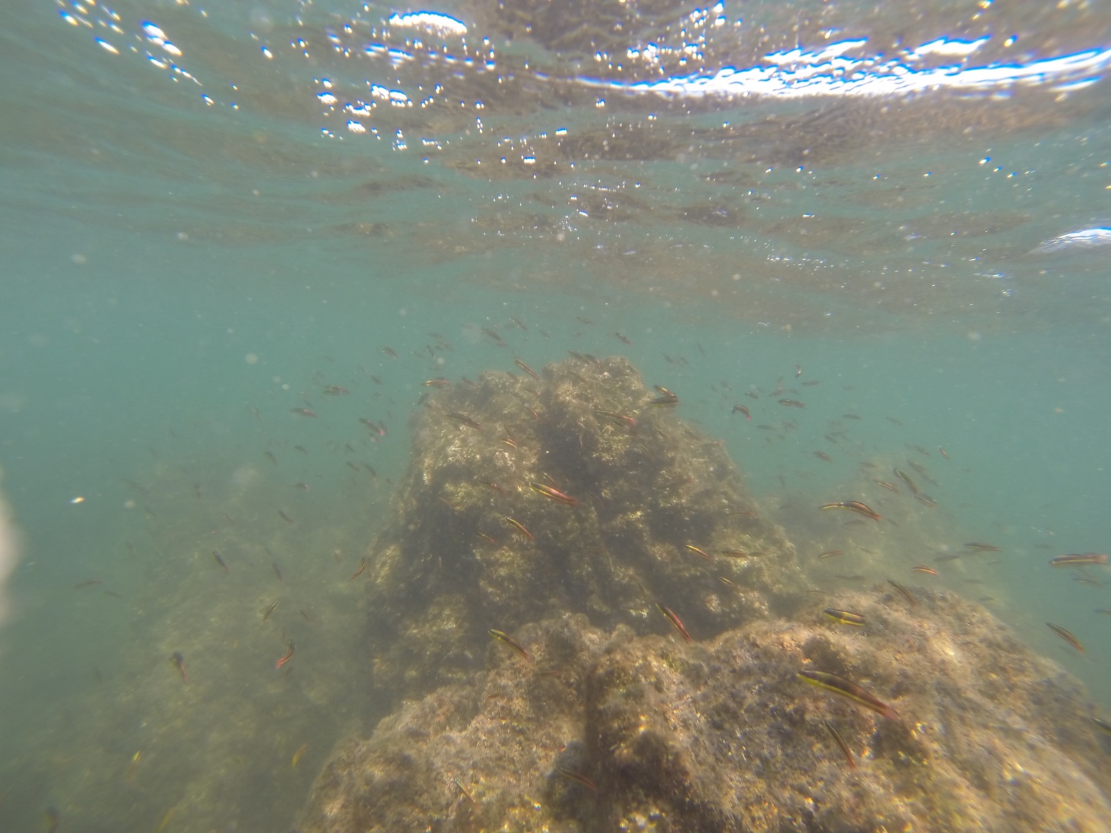Small fish over a rock on a dive off Isla Tortuga