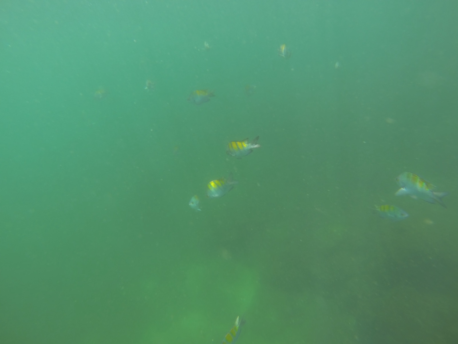 Sergeant major fish seen while snorkeling at Isla Tortuga